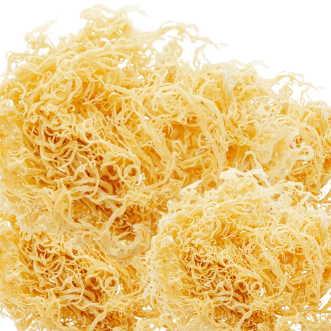 Gold Dry Sea Moss — 1KG Wholesale